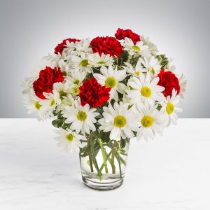 گل داوودی