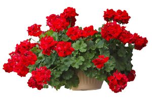 گل شمعدانی Pelargonium