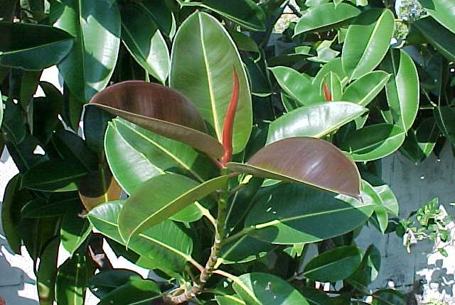 فيكوس الاستيكا