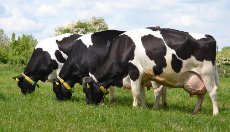 دام های شیری