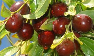 کلیات گیاه شناسی عناب