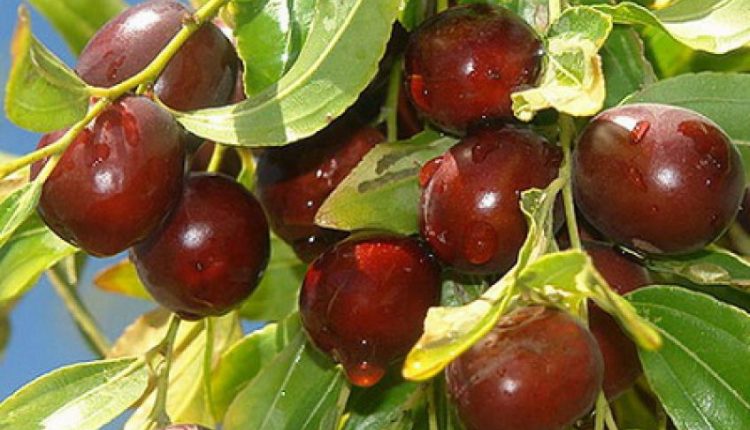 کلیات گیاه شناسی عناب