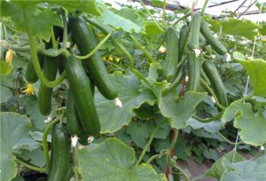 خیار گلخانه ای