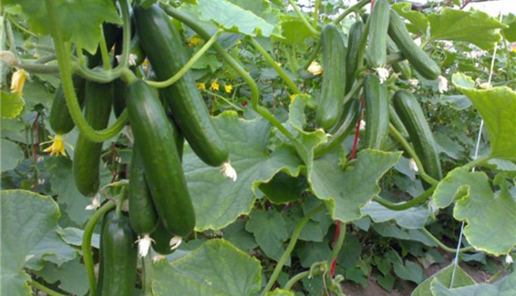 خیار گلخانه ای