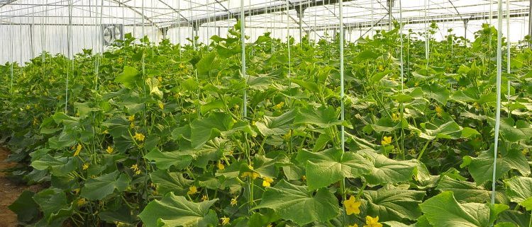 متابولیسم آفت کش ها در گیاهان بلندتر