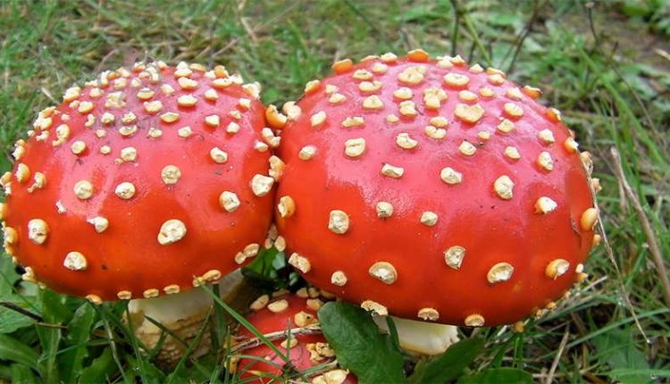 تاریخچه كشت و استفاده از قارچهای خوراكی در ایران و جهان