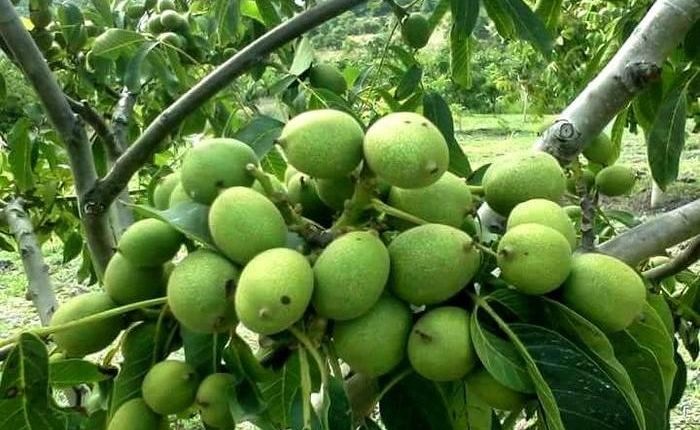 درخت فندق درخت گردوی ایرانی