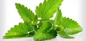 گیاهان تیره نعناعیان(labiatae)