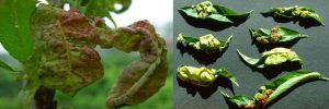 پیچیدگی برگ هلو Peach Leaf Curl: