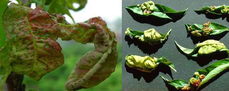 پیچیدگی برگ هلو Peach Leaf Curl: