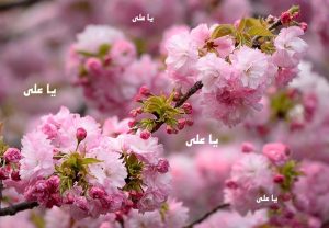 شکوفه ولایت