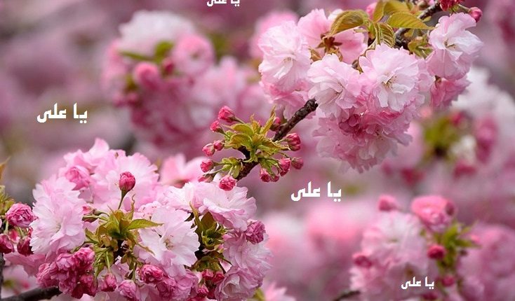 شکوفه ولایت