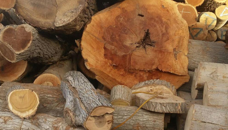 بحثی در چوب شناسی