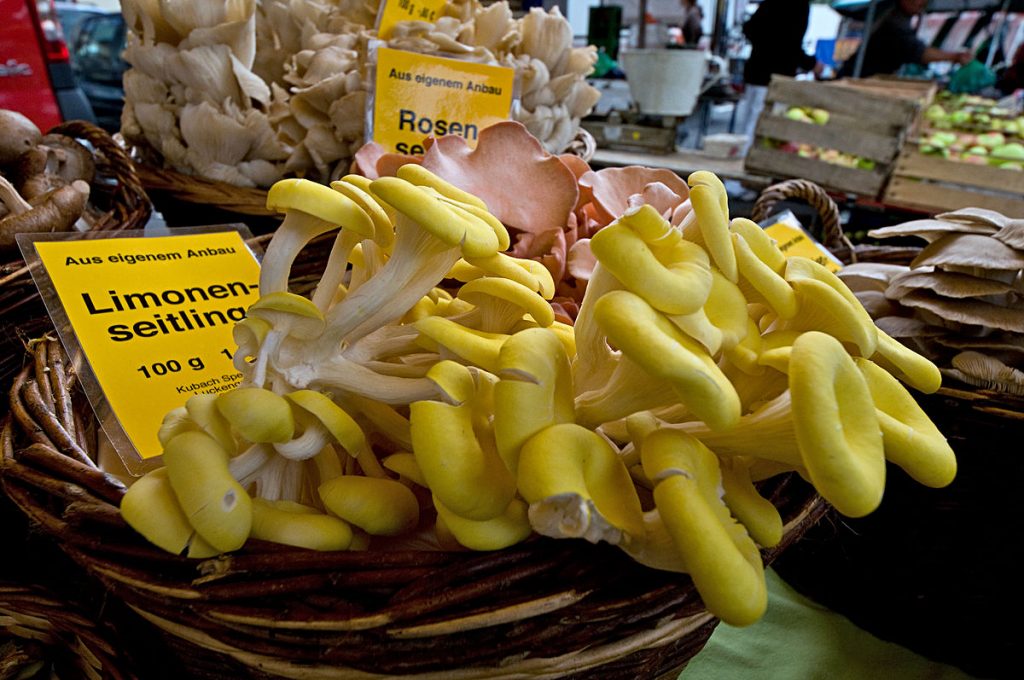 قارچهاي خوراكي صدفي Oyster Mushrooms