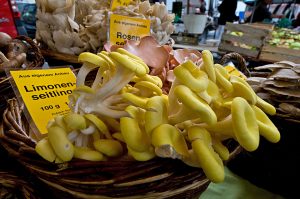 قارچهاي خوراكي صدفي Oyster Mushrooms