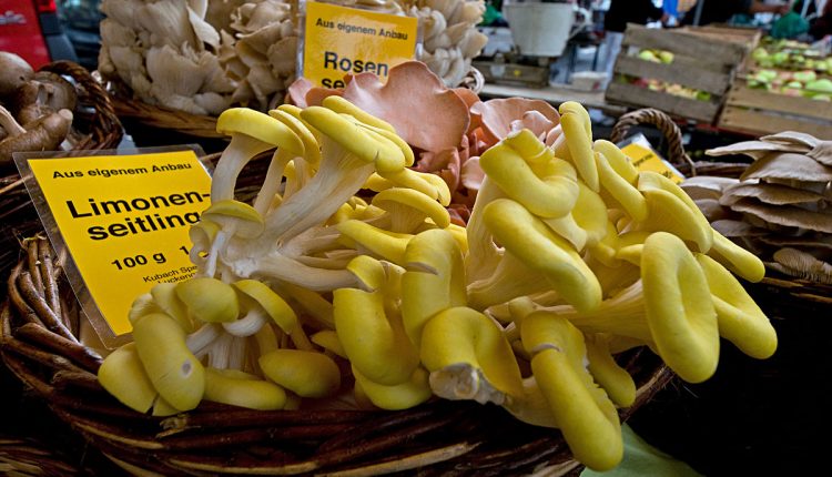قارچهاي خوراكي صدفي Oyster Mushrooms