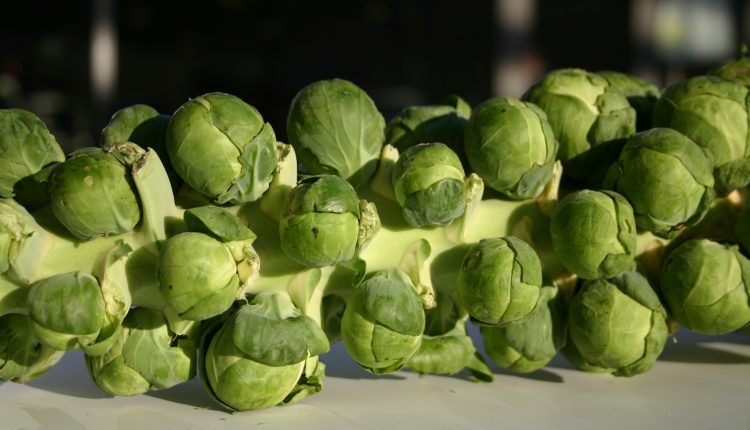 كلم بروكسل Brussels sprouts