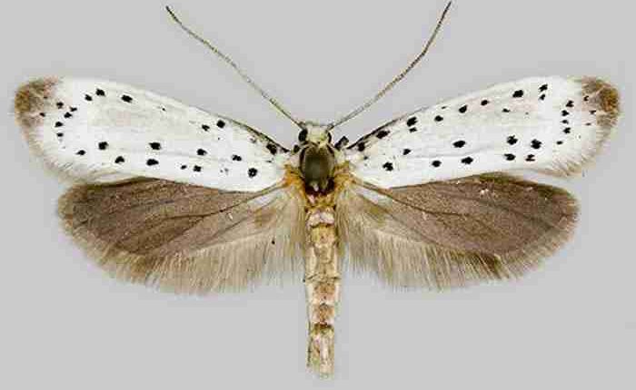 پروانه برگخوار سفید امریکایی افت جدی و خطرناک  باغ ها و جنگلهای ایران