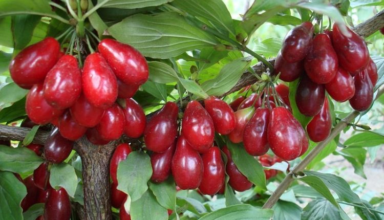 گیاه زغال اخته