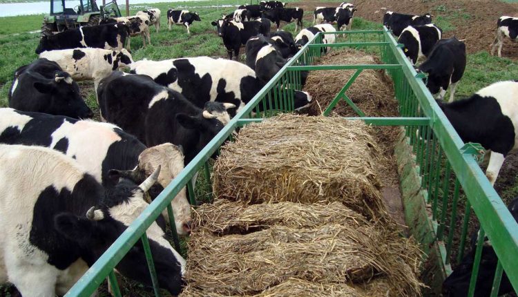 علوفه و یونجه