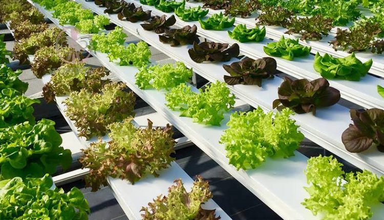 کشت هیدروپونیک