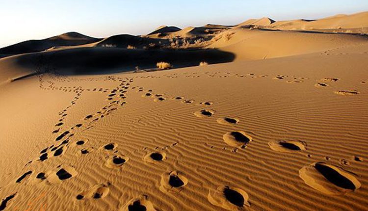 راه های مقابله با بیابان زایی