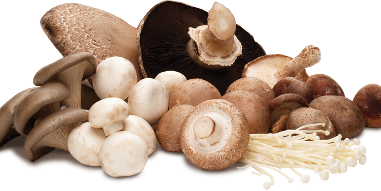 تاریخچه كشت و استفاده از قارچهای خوراكی در ایران و جهان