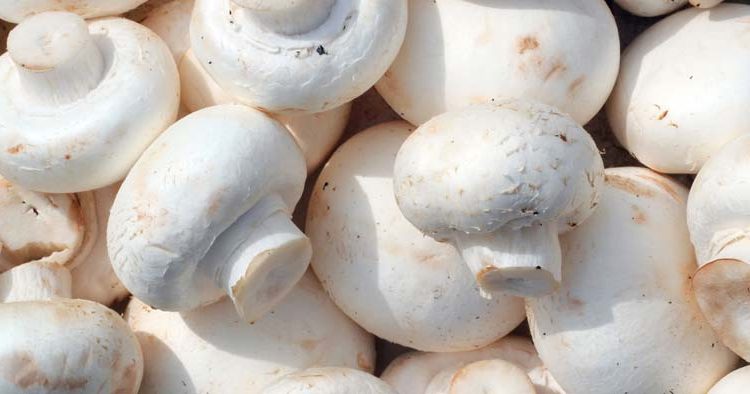 قارچ خوراکی دکمه ای