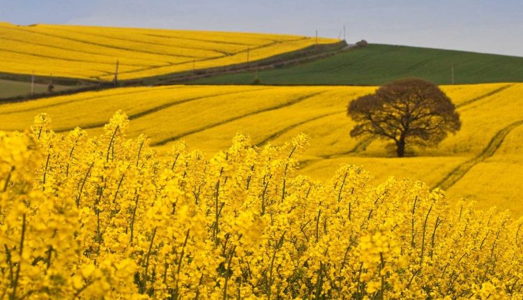 تاثير تنش خشكي برمراحل مختلف جوانه زني ارقام رايج كلزا